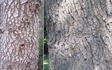 trunk, bark