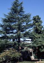 plant habit, old tree