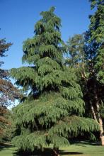 plant habit, young tree