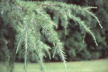 branches