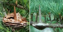 seed cone, disintegrating and old remnant