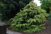 plant habit plant habit