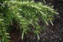 branchlets, needles branchlets, needles