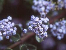 flowers flowers