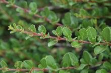 leafy shoots leafy shoots