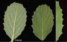 leaf and margin