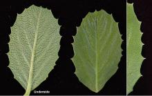 leaf and margin leaf and margin