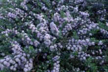 flower clusters flower clusters