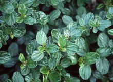 leaves leaves