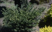 plant habit, spring plant habit, spring