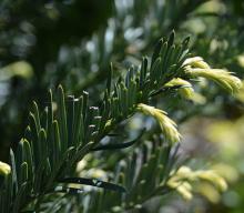 new growth, spring new growth, spring