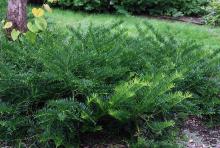plant habit, summer plant habit, summer
