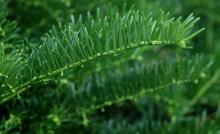 branchlet branchlet