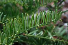 branchlet, needles