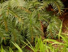 branchlets