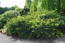 plant habit