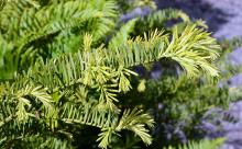 branches