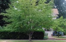 plant habit, summer plant habit, summer