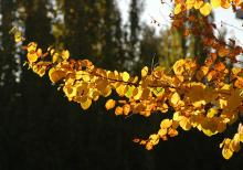 branch, fall branch, fall