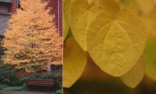 plant habit and leaves, fall plant habit and leaves, fall