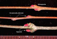twigs and buds, winter twigs and buds, winter