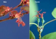 male and female flowers male and female flowers