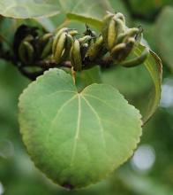 leaf and fruit cluster, early fall