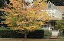 plant habit, fall plant habit, fall