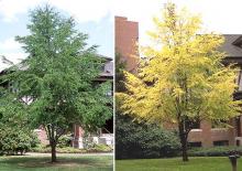plant habit, summer and fall plant habit, summer and fall