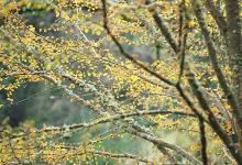 branches with expanding leaves branches with expanding leaves