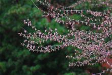 branches with male flowers, spring