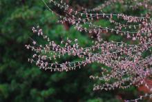 branches with male flowers, spring branches with male flowers, spring