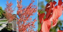 plant habit and leaves, fall plant habit and leaves, fall