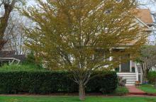 plant habit, spring plant habit, spring