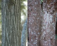 trunk, bark trunk, bark