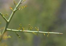 expanding leaves and thorn