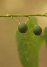 developing fruit