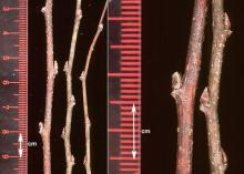 twigs and buds, winter 