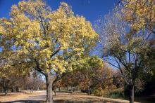 plant habit, fall