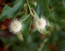 flower clusters