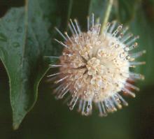 flower cluster
