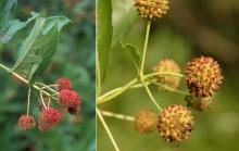 fruit