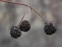 fruit, winter
