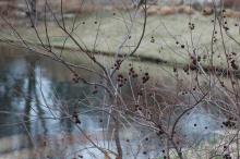 plant habit, winter