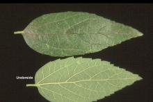 leaves