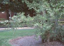 plant habit, young tree