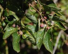 leaves and developing fruit