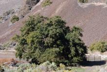 in habitat, eastern Oregon