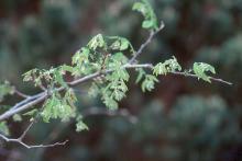 branches, expanding leaves, spring