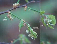 flowers, male and female